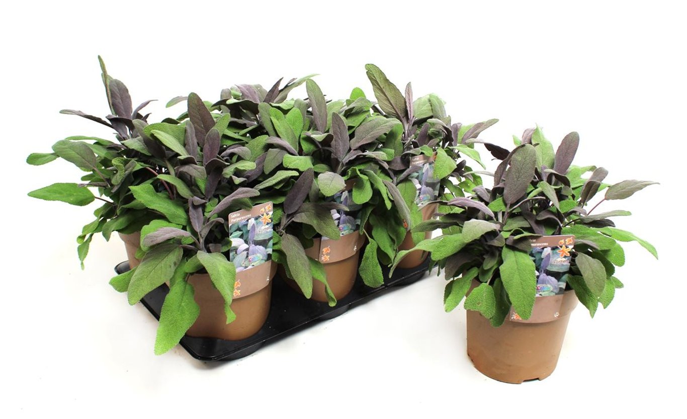 Salvia off. 'Purpurascens' - C1,5